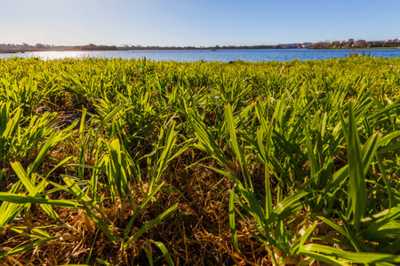 Lush green grass or reeds grow densely near a calm lake under a clear blue sky, with a distant shoreline and buildings visibleの写真素材