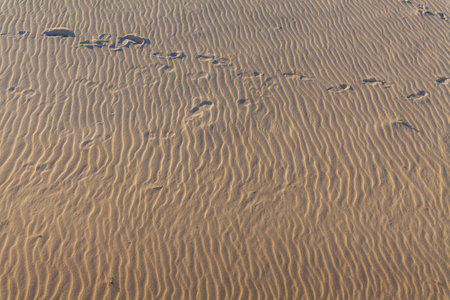 Footprints trail across the rippled surface of a sand dune, creating a textured pattern.の写真素材