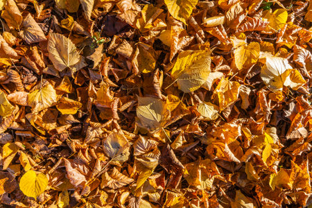 A dense carpet of fallen autumn leaves in varying shades of yellow, orange, and brown covers the ground.の写真素材