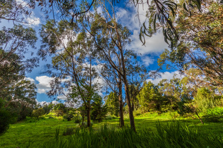 Trees with green foliage stand in a grassy field under a blue sky with white clouds.の写真素材