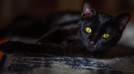 A black cat with striking yellow eyes lies on a textured surface, gazing directly at the viewer in a...