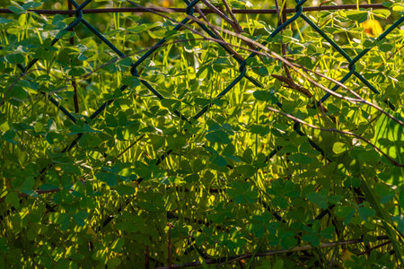 Sunlight filters through a chain-link fence, illuminating vibrant green clover leaves and blades of grass growing within its links, creating a textured and natural close-up scene.の写真素材