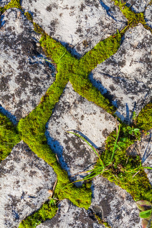 A close-up shot of weathered stone pavement tiles, with vibrant green moss growing thickly in the gaps, creating a textural contrast and a sense of age and natural integrationの写真素材