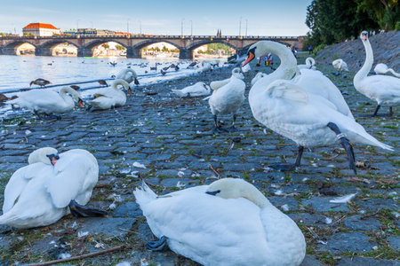 A group of white swans and ducks rest on a cobblestone embankment by a river with a bridge and city buildings in the background, under a bright sky.の写真素材