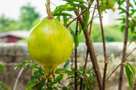 Pomegranateの写真素材