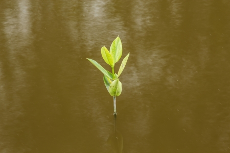 Mangrove forestの写真素材