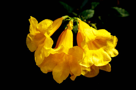 Yellow elders or or Trumpet vine flowers 
