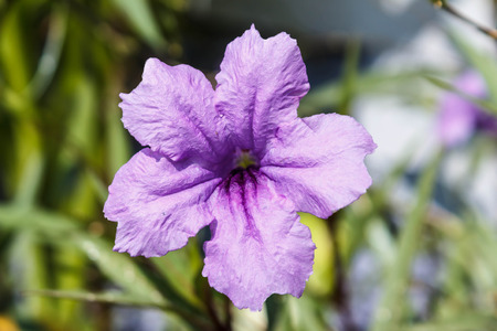 Ruellia squarrosa 