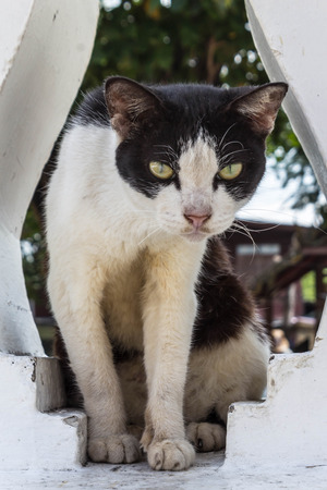 Junkyard cat.の写真素材