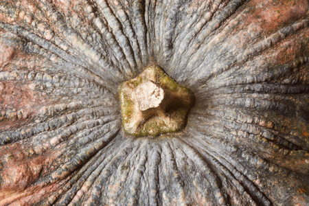 Closed up top of pumpkin.の写真素材