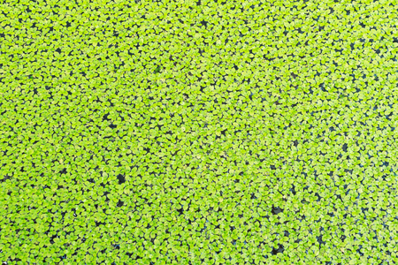 Water fern background.の写真素材