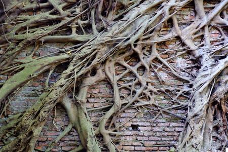 Tree Root On The Old Brick Wall Background.の写真素材
