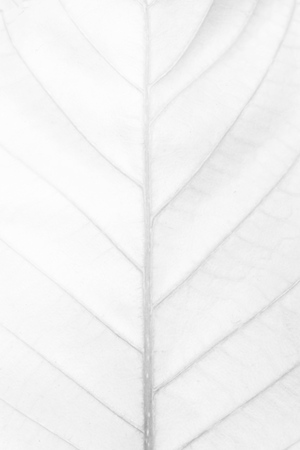 White leaf Texture Background.の写真素材