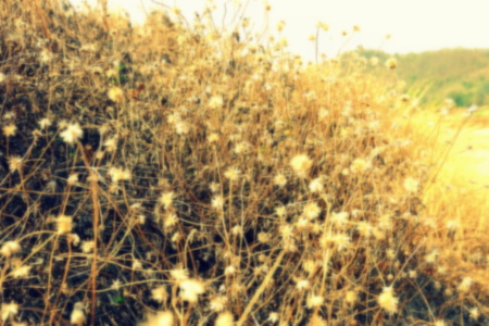 Blurred Grass Flowers Background.の写真素材
