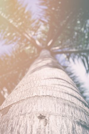 Close up coconut tree in summer style.の写真素材