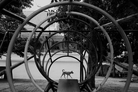 Dog Walking in Playground. (Black and White Style)の写真素材