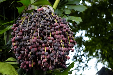 Caryota Uren Fruits