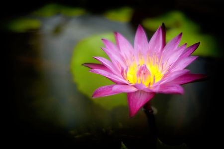 Beautiful Lotus Background.の写真素材