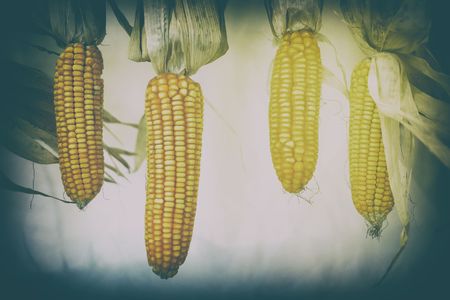 Hanging Dried Corn in Vintage style with Light Leak.の写真素材