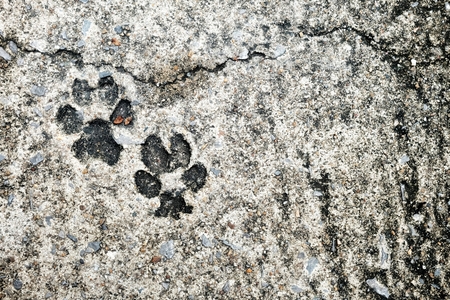 Dog Footprint on Concrete Ground.の写真素材