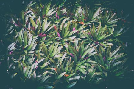Green Leaves Background. Suitable for Presentation and Web Templates with Space for Text.の写真素材