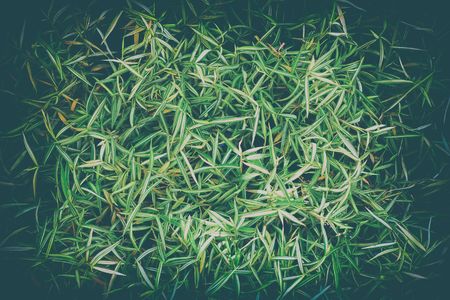 Green Leaves Background. Suitable for Presentation and Web Templates with Space for Text.の写真素材