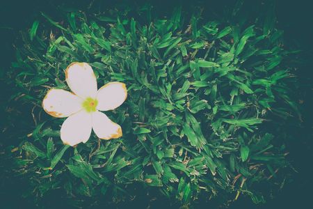 Frangipani Flower on Grass in Vintage Style with Space for Text.の写真素材
