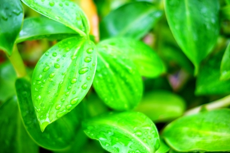Raindrops on Green Leaves Background.の写真素材