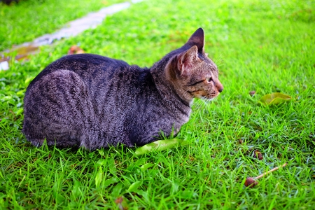 Cat Laying Down in Garden.の写真素材