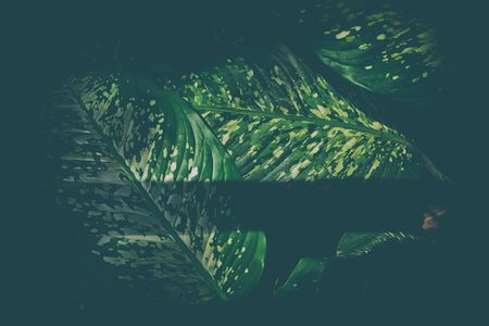 Golden Pothos Leaves Background in in Dark Contrast with Vintage Style.の写真素材