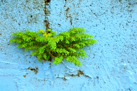 Green Plant on Blue Painting Concrete Wall.の写真素材