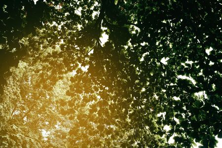 Leaves Background with Light Leaks.