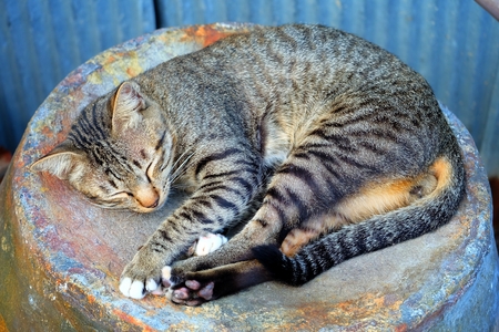 Lazy Cat Sleeping on Jar.の写真素材