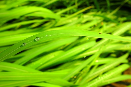 Closed-up Rain Drops on Green Grass. (Selective Focus)の写真素材