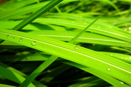 Closed-up Rain Drops on Green Grass. (Selective Focus)の写真素材