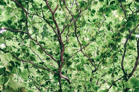 Leaves Background in Vintage Style.の写真素材
