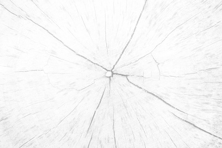 White Stump Texture Background.の写真素材