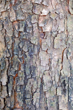 Closed-up Bark Texture Background.の写真素材