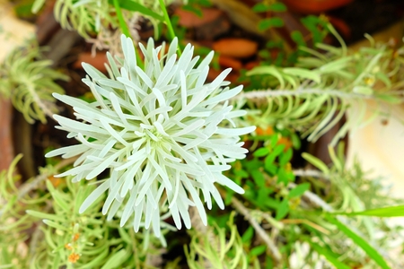 Closed-up White Crossostephium Chinense Flower.の写真素材