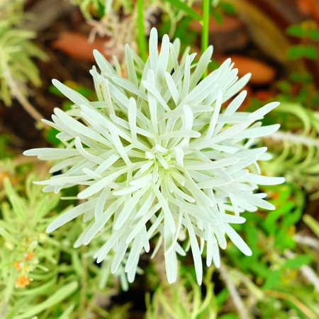 Closed-up White Crossostephium Chinense Flower.の写真素材