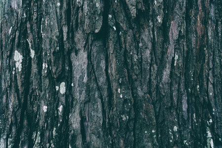 Tree Bark Texture for Background.の写真素材