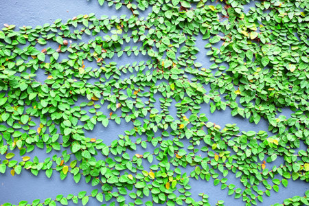 Green Mexican Daisy Leaves on Wall Background.の写真素材