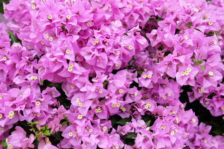 Close up Bougainvillea Flower Texture Background.の写真素材