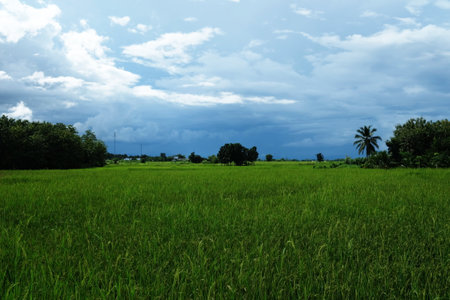 Scenery of Rice field in Rainy Day.の写真素材