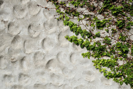 White Stucco Wall with Green Leaves.