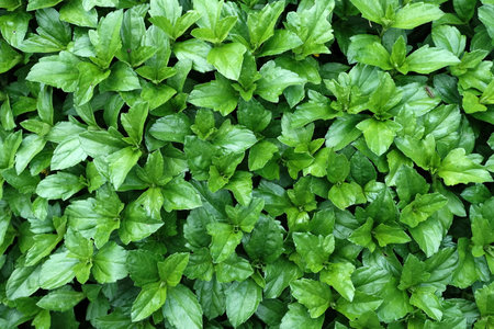 Close up Green Leaves Texture Background.の写真素材