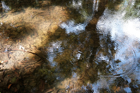 Ripples on the Surface of Water in the Pond.の写真素材