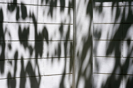 Leaves Shadow on Corner of Wall.の写真素材