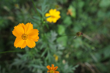 Yellow Sulfur Cosmos in the Park.の写真素材