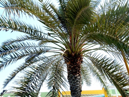 Palm Tree with Birdsの写真素材